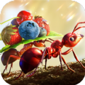 小小蚁国蚂蚁向前冲最新版下载-小小蚁国蚂蚁向前冲游戏下载v1.44.0