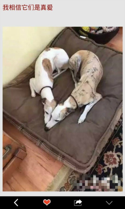 旺财穿鞋app下载-旺财穿鞋安卓版下载v8.1.8