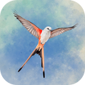 鸟类观察家最新安卓
