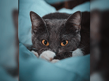 安卓动态壁纸免费版下载-安卓动态壁纸下载V4.3.0