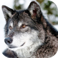 野狼模拟器2022游戏下载-野狼模拟器2022游戏官方安卓版下载v1.01