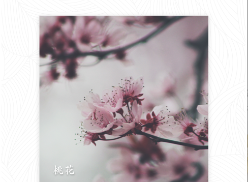 形色植物识别软件下载-形色花草识别官方软件下载v3.14.17