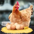 母鸡接鸡蛋下载-母鸡接鸡蛋游戏拯救蛋蛋下载v1.0