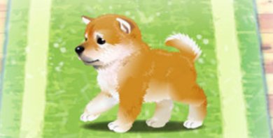 养育柴犬的治愈游戏破解版下载-养育柴犬的治愈游戏无限pt下载v1.0.0