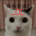 猫猫惊魂2OL最新版