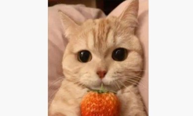 爱猫物语宠物店游戏下载-爱猫物语宠物店官方安卓版下载v1.0.0