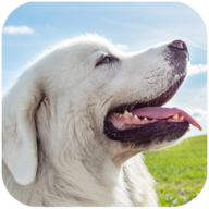 塔特拉犬模拟器安卓版