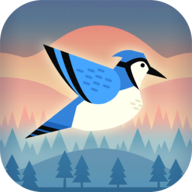 有弹性的鸟2024最新版