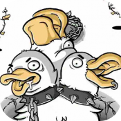 母鸡下蛋免广告破解版