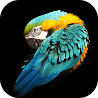 好用动态壁纸app