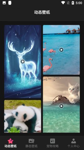 猫咪壁纸安卓版下载-猫咪壁纸app下载v1.1