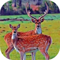 鹿家庭模拟器最新版