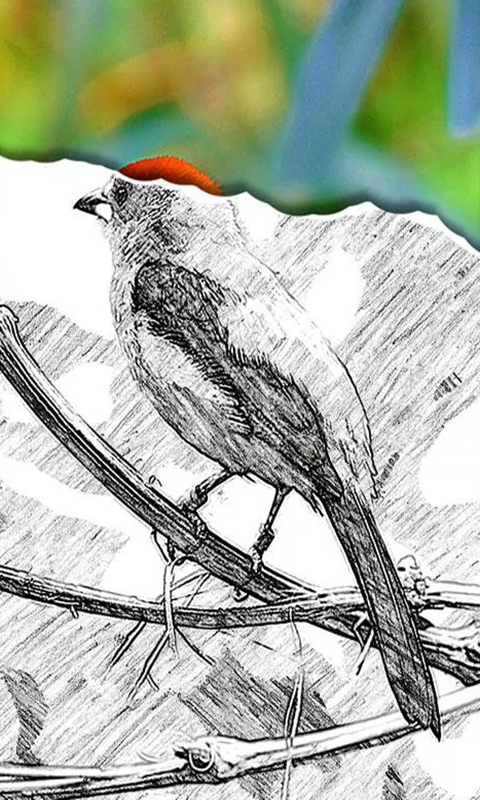 彩铅相机app手机版下载-彩铅相机安卓版下载v4.0.5